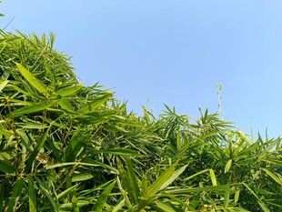 翠绿繁茂的植物