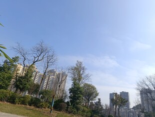 城市中的绿植与高楼景观