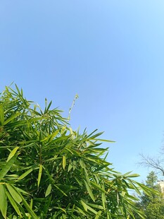 翠绿竹林映蓝天