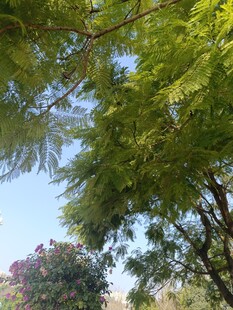 夏日绿荫下的繁茂树木