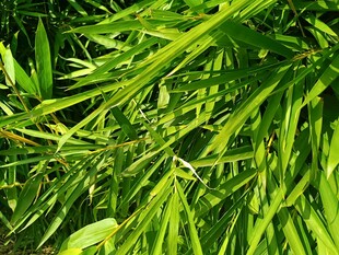 翠绿竹叶特写