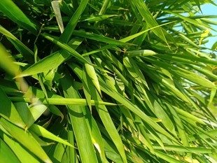 翠绿繁茂的青草