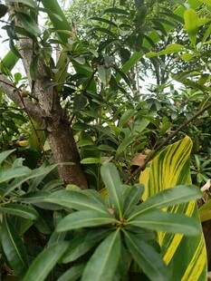 繁茂绿植中的生机景象