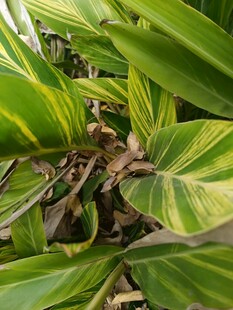 斑斓条纹绿植近景特写