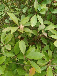 翠绿繁茂的植物叶片