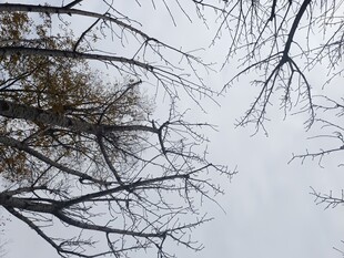 冬日枯树枝丫景象