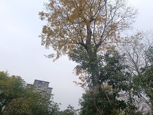 秋日树木与远处建筑景观