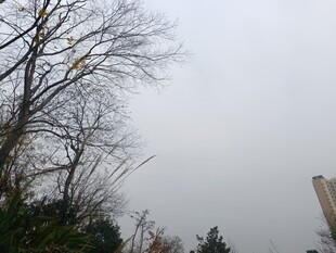 冬日枯树与远处建筑