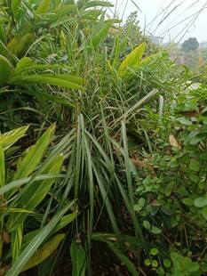野外繁茂的绿色植物