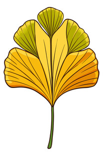 金黄银杏叶插画