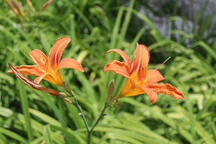 橙红萱草绽放绿意间