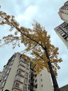 高楼间的金黄银杏树