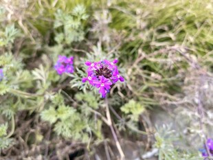 紫色小花绽放于草丛间