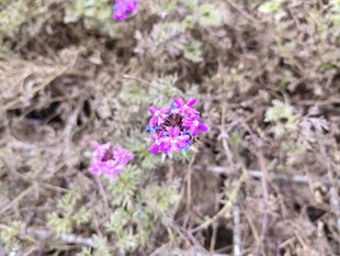 紫色小花绽放于枯草间