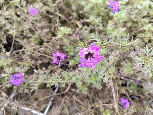 紫色小花绽放于绿植间