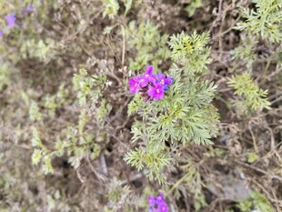 紫色小花绽放于草丛中