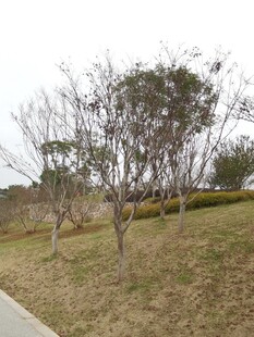 冬日公园枯树景观