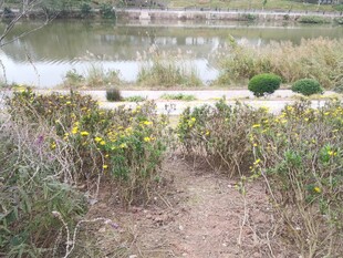 湖畔小径旁的绿植景观