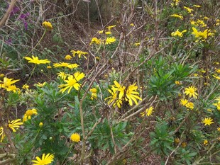 野外绽放的黄色小野花