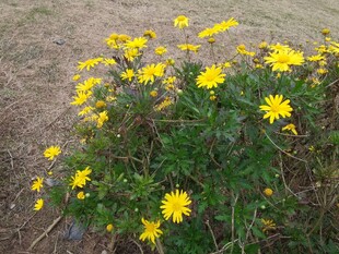 黄色小花丛绽放生机