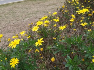 路边绽放的黄色小花