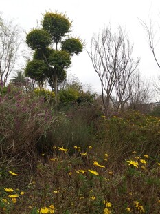 野外黄花与树木景观