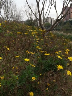 野外绽放的黄色小花