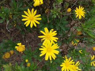 野外绽放的黄色小花