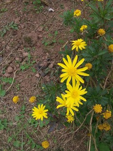 地上绽放的黄色小野花