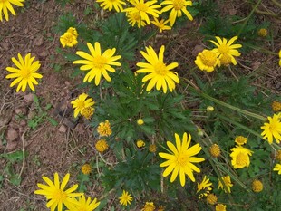 地上绽放的黄色小野花