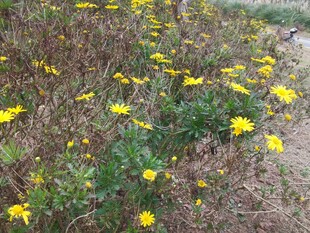 野外绽放的黄色小花