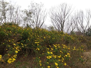 秋日野外绽放的黄色小花