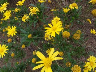 金黄灿烂的小菊花绽放