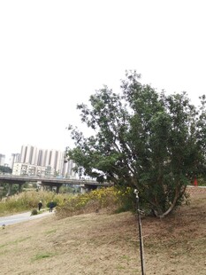 公园中的繁茂树木