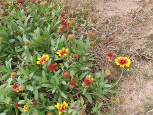 多彩野花绽放于土地间