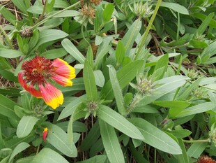 鲜艳多彩的野外花卉