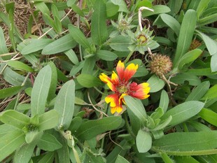 鲜艳野花绽放于绿叶间