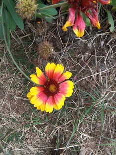 多彩花朵绽放于草地