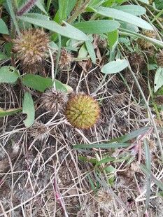 草地上的带刺植物果实
