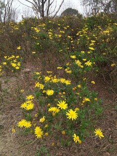 山坡上绽放的黄色野花