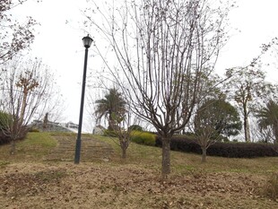 冬日公园萧瑟树木景观