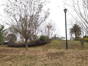 冬日公园萧瑟景致