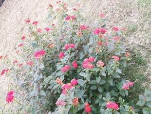 绽放的粉色花丛