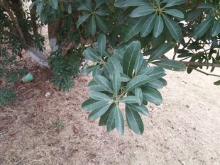 绿叶繁茂的植物特写