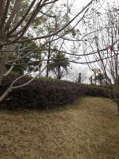 冬日郊野小径景观