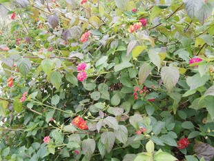 绿叶间绽放的娇艳红花