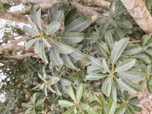 枝叶繁茂的绿植特写