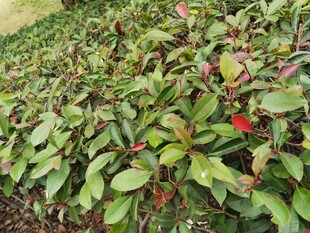 绿叶红边植物景观