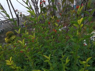 繁茂绿植生机盎然