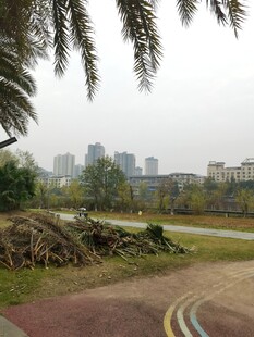 城市公园中的绿植堆场景